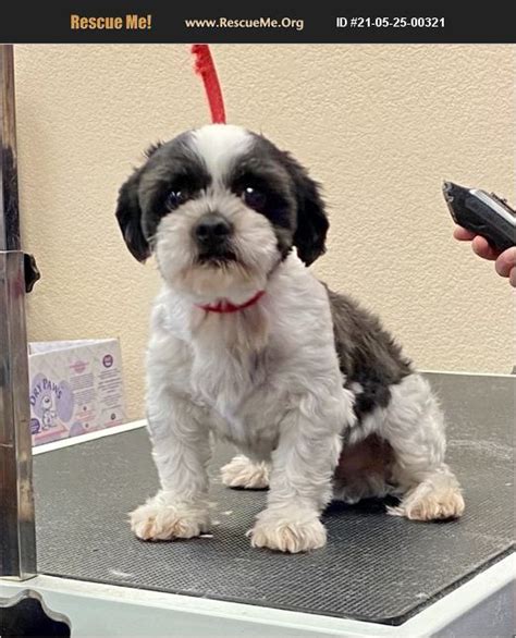 Compatibility with cats: Good with cats. . Shih tzu rescue arizona